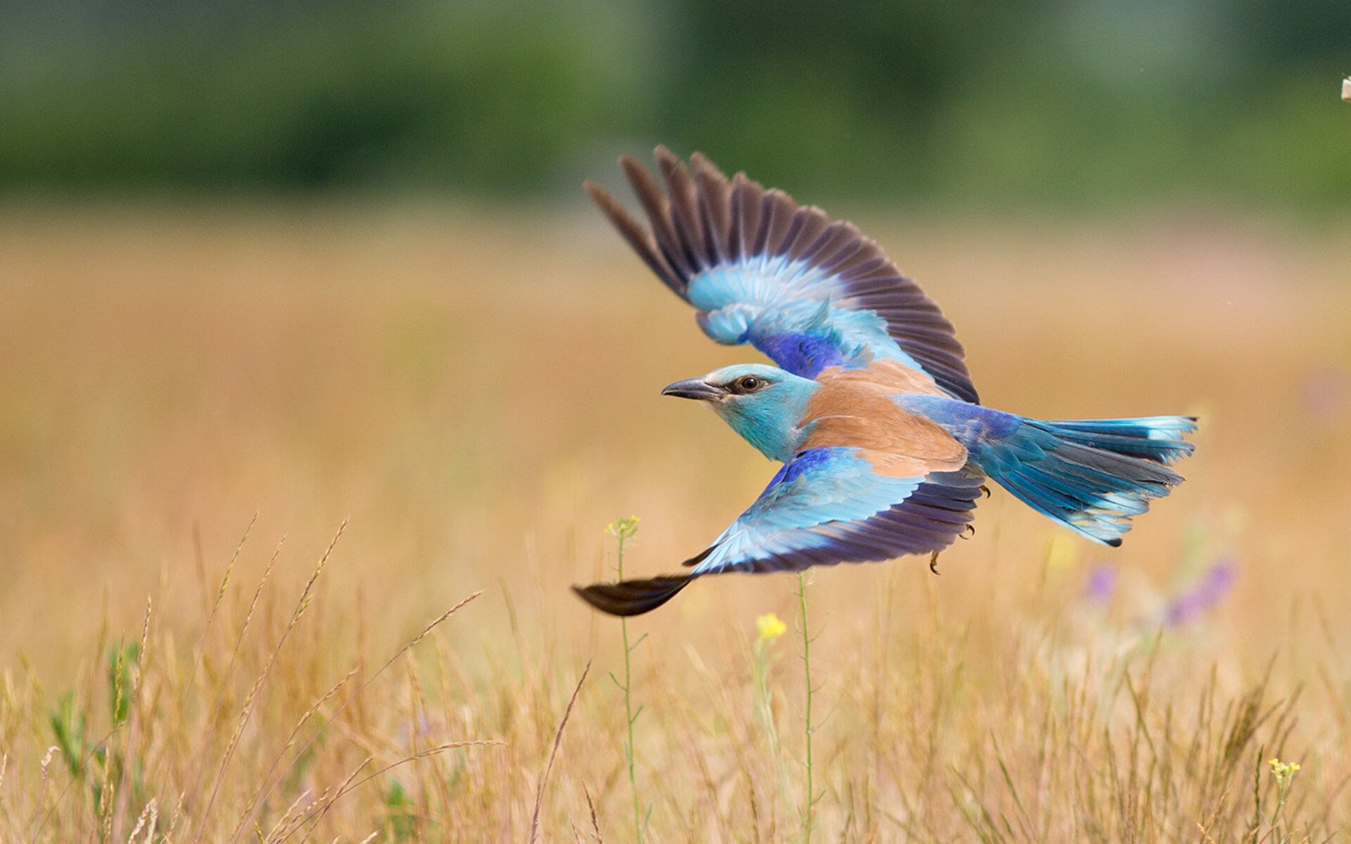 特色足球文化周在多个城市轮番举行，展示多元魅力，足球文化宣传主题海报