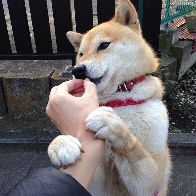 羽毛球专项技术训练课程全面推广，羽毛球专项技术训练课程全面推广方案